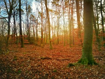 Trees growing in forest during autumn