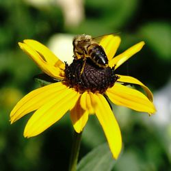 Close-up of bee pollinating on flower