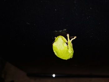 Close-up of insect on leaf