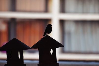 Close-up of bird perching on wood against building