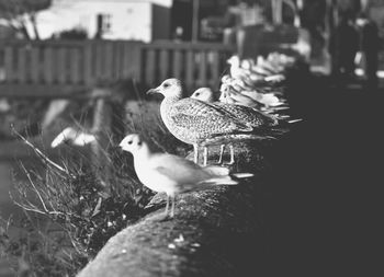 Close-up of bird perching outdoors