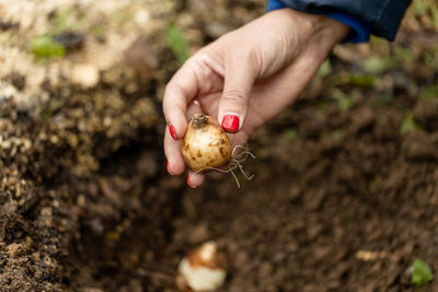 Cropped hand of person holding fruit