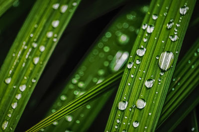 Close-up of raindrops on green leaves