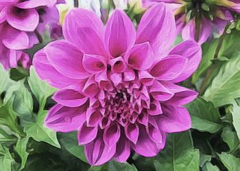 Close-up of pink flowers