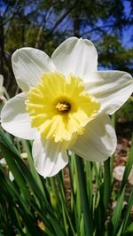 Close-up of white flower