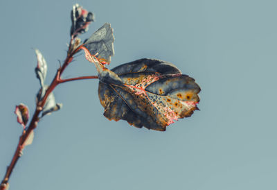 Close-up of dried plant against clear blue sky