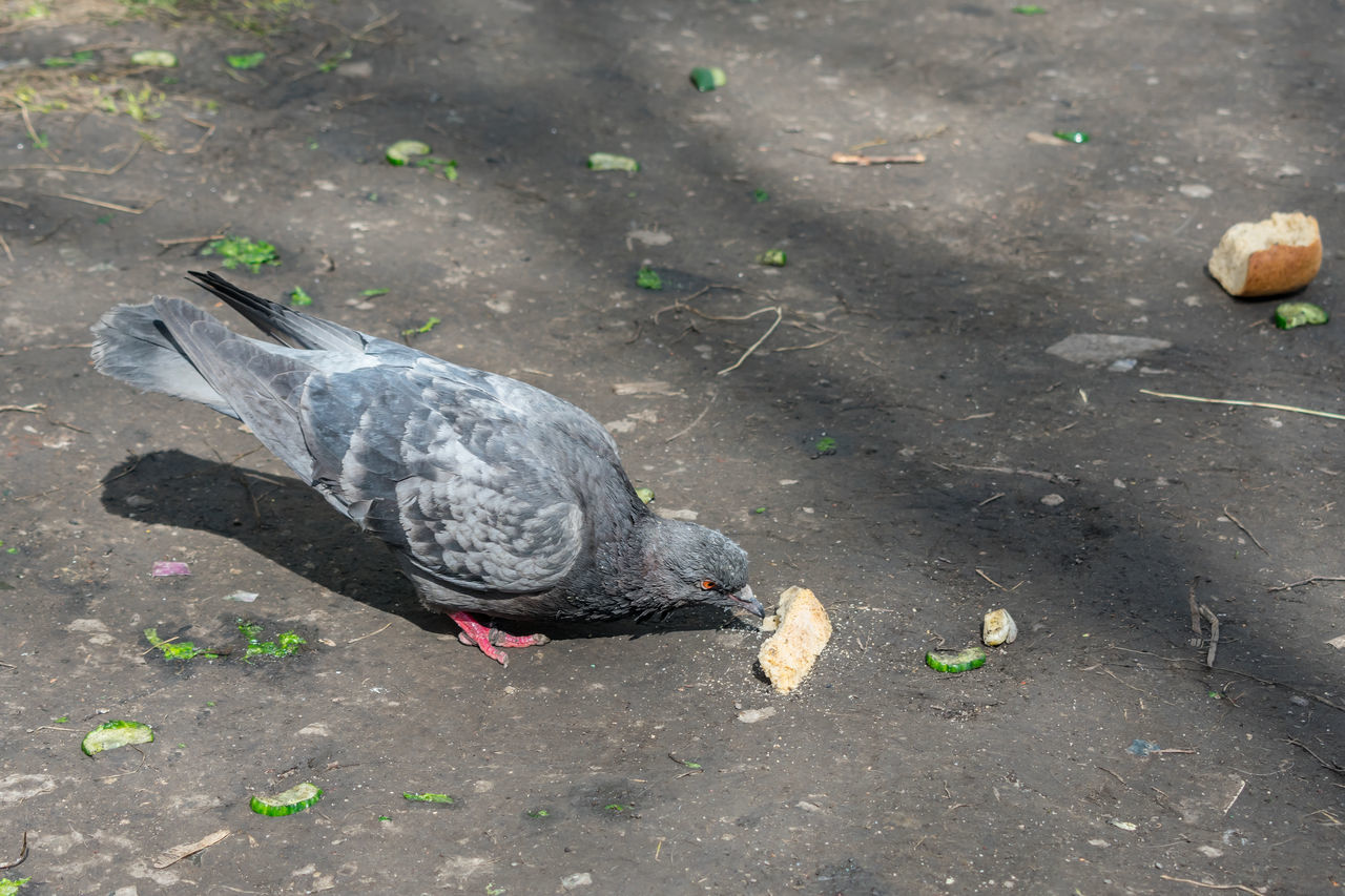 HIGH ANGLE VIEW OF PIGEONS FEEDING IN A BIRD