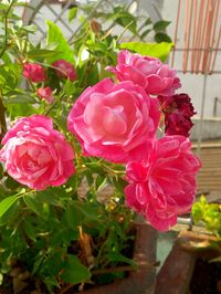 Close-up of pink roses blooming outdoors