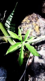 High angle view of plants growing on rock