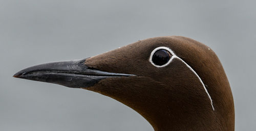 Close-up of a bird