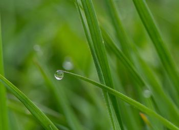 Close-up of wet grass