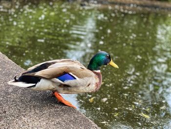 Side view of a duck in water