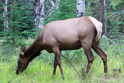 A female elk eating grass in the forest.