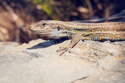 Close-up of lizard on rock