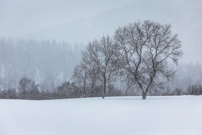 Bare trees on snow covered landscape