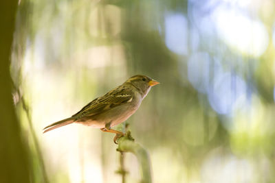 Close-up of bird perching on a plant