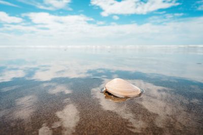 High angle view of seashell at beach against cloudy sky