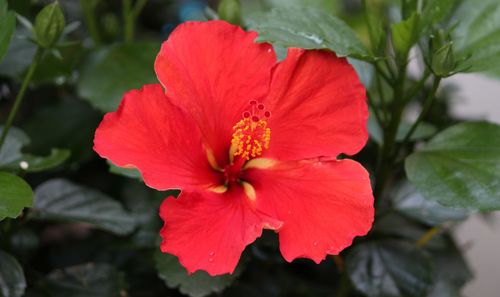 Close-up of red flower