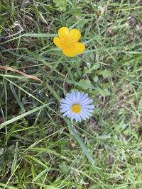 High angle view of flowering plant on field