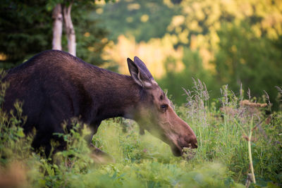 Moose resting on field