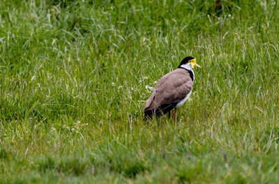 Spur winged plover