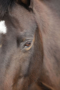 Horse close up