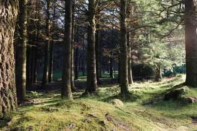 Trees in forest