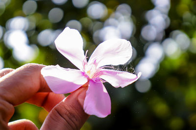 Close-up of hand holding purple flowering plant