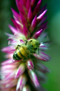 Close-up of bee pollinating on pink flower