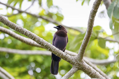 Low angle view of bird perching on branch