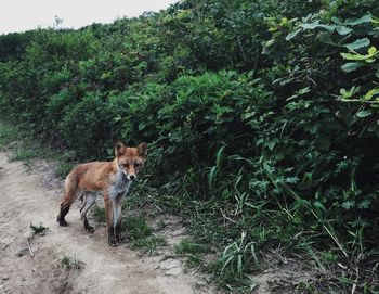 Portrait of fox standing by plants