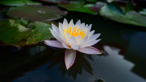 Close-up of water lily in pond