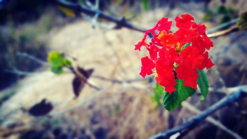 Close-up of red flowers