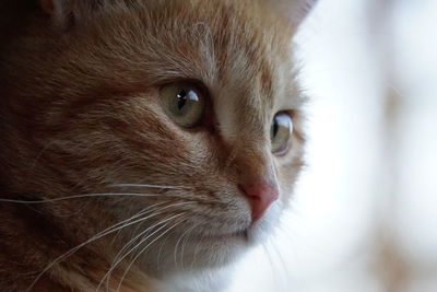 Close-up portrait of cat