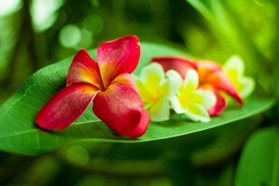 Close-up of red flowering plant