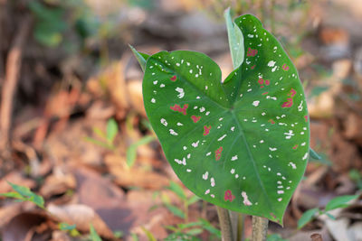 Close-up of leaf