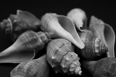 Close-up of conch seashells on black background