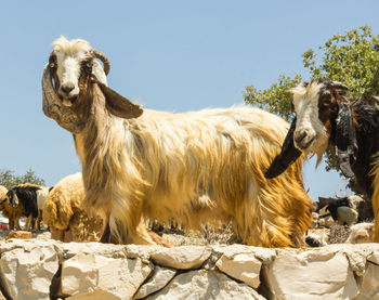 View of a horse against the sky