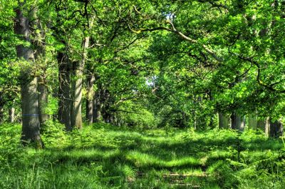 Trees in forest