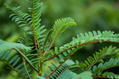 Close-up of green leaves on plant