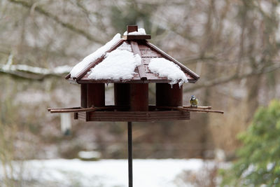 bird feeder