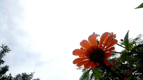 Low angle view of flower blooming against sky