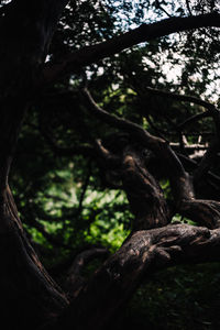 Low angle view of lizard on tree trunk