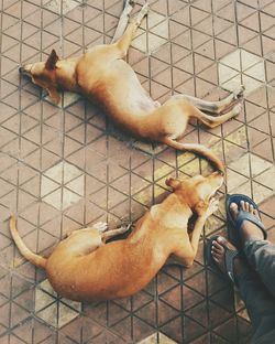 High angle view of dogs resting on street