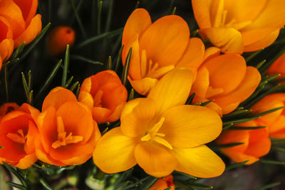 Close-up of flowers blooming outdoors