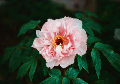 Close-up of pink rose flower