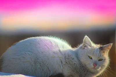 Close-up of cat looking away