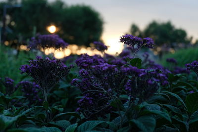 Close-up of purple flowering plants on field