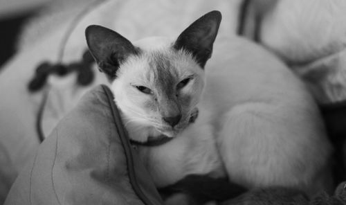 Close-up portrait of a cat