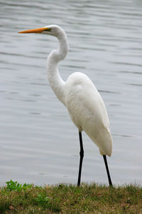 White duck on a lake